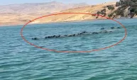 Baraj gölünü yüzerek geçen yaban domuzu sürüsü kamerada