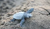 Çıralı'da son yuva açıldı; bu yıl 3 bin 458 yavru caretta caretta denizle buluştu