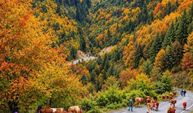 Trabzon'da yaylacıların renkli dönüş yolculuğu