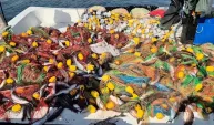 Tekirdağ’da tekneyle denize açılan balıkçılar, 1,5 ton kefal avladı