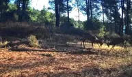Karacaların boynuz boynuza mücadelesi fotokapanda