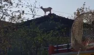 Çatıya çıkan keçiyi itfaiye kurtardı