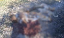 Ormanda zehirlenerek ölmüş köpekler bulundu