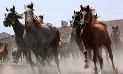TİGEM, 66 baş safkan Arap koşu tayı satacak