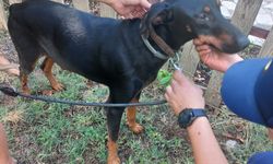 Korhan Berzeg'in köpeği Tina, 74 gün sonra eve döndü