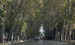 Dolmabahçe ve Çırağan Caddesi'ndeki çınar ağaçları yenilendi