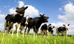 Ticari süt işletmelerince toplanan inek sütü miktarı arttı