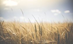 Macaristan, Polonya ve Slovakya, Ukrayna tahıl ihracatı yasağını uzatıyor