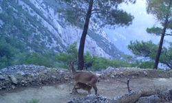 Yaban keçilerinin yavrularını besleme anı fotokapana yansıdı