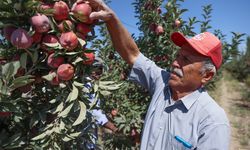 6 bin nüfuslu ilçeden 18 ülkeye elma ihracatı