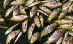 Edirne'de, sulama kanalında oksijensiz kalan yüzlerce balık öldü
