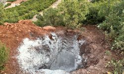 Tunceli’de köpeklerin öldürülerek çukura atıldığı iddiasına inceleme