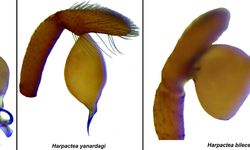Antalya'da 8 yeni örümcek türü keşfedildi