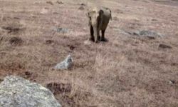 Ardahan’da fil alarmı: Jandarma arazide fil arıyor