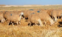 Malya Tarım İşletmesinde yetiştirilen koyunlar bölgedeki üreticilerce tercih ediliyor
