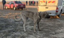 Bakan Yerlikaya: Köpek dövüştüren 37 kişi yakanlandı; 6 köpek kurtarıldı