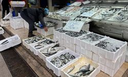 Karadeniz'de deniz suyu sıcaklığı düştü avcılık arttı