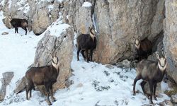 Erzincan'da karlı arazide çengel boynuzlu dağ keçileri görüntülendi