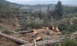 Aydın'da tarım arazisi açmak için 250 çam ağacını kestiler