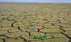 Zambiya'da kuraklıktan ötürü "ulusal afet" ilan edildi