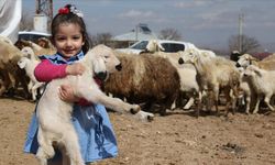 Depremzede besicilere verilen koyunların ilk kuzuları dünyaya geldi