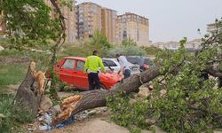 Kırıkkale'de devrilen ağaç otomobile zarar verdi
