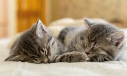Kediler için ölümcül tehdit: FIP hastalığı