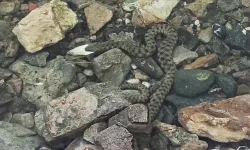 Keban Baraj Gölü'nde engerek yılanı popülasyonundaki artış korkutuyor