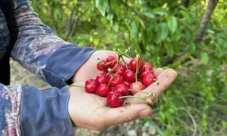 Erkenci kiraz üretim merkezi Manisa'da sezonun ilk hasadı yapıldı