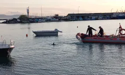 Limandaki teknelerden yolunu bulamayan yunus yavrusu ekiplerce kurtarıldı