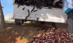 Düşük fiyat veren komisyonculara kızıp bir kamyonet patlıcanı çöpe döktü