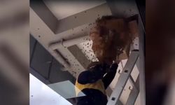 Apartmanda yuva yapan arılar, kutuyla alırken üzerine düştü