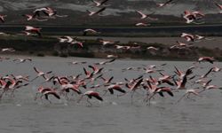 Kirmir Çayı kıyısında flamingolar görüntülendi