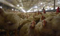 Mart ayında tavuk üretimi arttı