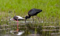 Kızılırmak Deltası nesli tehlike altındaki kuş türlerine ev sahipliği yapıyor
