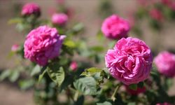 Osmanlı'nın "gül bahçesi" Edirne'de yine her yerde güller açacak