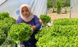 Mamak’ta topraksız tarım ilk mahsullerini verdi