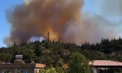 Gaziantep'teki orman yangını 1 saatte söndürüldü