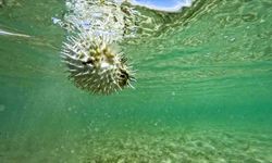 İklim değişikliğiyle Akdeniz'de sayıları artan balon balıkları ekosistemi etkiliyor
