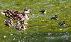 Kuğulu Park’ın yavru ördekleri başkentlilerin ilgi odağı