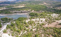 Manisa'daki "Osmancalı Fosil Ormanı" tabiat anıtı ilan edildi