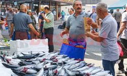 Ulus Halinde palamut bolluğu yaşanıyor