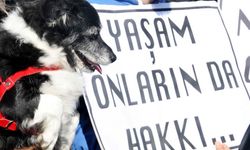 Hayvana şiddet bitmiyor: 7 Yavru köpeğin cansız bedenine ulaşıldı