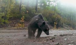 Muğla'da yaban hayatı çeşitliliği fotokapanlara yansıdı