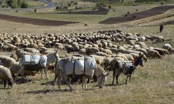 Muş'ta göçerler havanın soğumasıyla dönüş yolculuğuna başladı