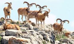 Koyunun Anadolu'da evcilleştirildiğini gösteren çalışma