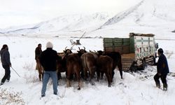 Mezrada mahsur kalan hayvanlar kurtarıldı