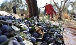 Şanlıurfa'da hibe destekleriyle zeytin ağacı sayısı 19 yılda 15 kat arttı