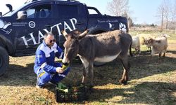 Ağaca bağlanıp ölüme terk edilen 'Kadife', yeniden sağlığına kavuştu