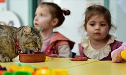 Depremzede kedi "Püsük" kendisine kucak açan anaokulunun neşesi oldu